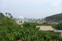 Hàng hiếm giá tốt đất ba tháng tư p3 đà lạt view rừng thông ngay trung tâm