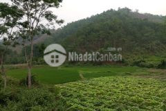 Chuyển nhượng 10 ha đất làm khu nghĩ dưỡng tại tỉnh hòa bình