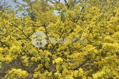 Bán đất thổ cư ngay góc 2 mt đường nội bộ