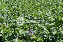 Chính chủ cần bán nhanh đất nông nghiệp đang canh tác, đường lớn xe tải tới vườn.