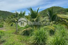 Chính chủ cần bán nhanh mảnh vườn tại ninh xuân