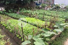 Bán đất lộc hà, mai lâm, đông anh