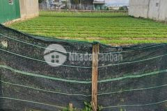 Hôm nay em lên cho cả nhà lô đất ở lạc lâm giá hạt dẻ đây ạ