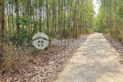 Bán đất vườn khánh bình giá rẻ đường betong thông thoáng ngang 85m cách tỉnh lộ 8b chỉ 500m