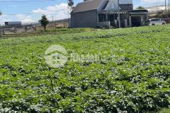 Cả nhà đang tìm đất để đầu tư thì đừng bỏ qua lô đất ở thạnh mỹ này nhé