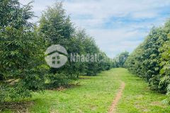 Hơn 500m2 đất phường sổ sẵn ngộp gấp 285tr hết đất.