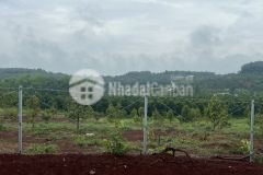 Đất vườn view đà lạt ở tân hưng đồng phú