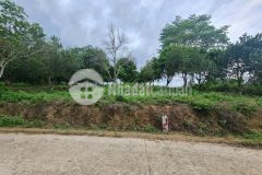 Bán vườn xoài cổ thụ khánh phú gần hương lộ 62