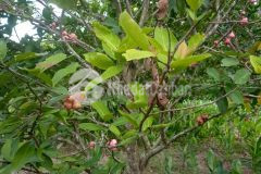 Cần bán lô đất vườn 2000m2 thôn phú túc,xã hoà phú,huyện hoà vang,đà nẵng,giá bán 4,5 tỷ