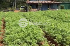 Bán 2000m2 đất xuân thọ tp đà lạt, sổ riêng xây dựng, có đất ở thổ cư, 16tỉ, lh 0888 113 882