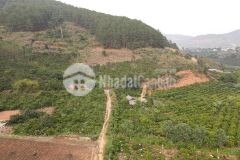 Bán đất kqh trường xuân 2 đà lạt chỉ gần 17trm2 full thổ mà đến 400m2