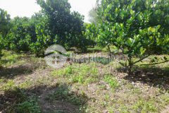 Cần bán gấp lô đất 1000 mét đất trồng cây ăn trái đúng giá bán 399 triệu