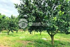 Siêu phẩm đất tại đồng phú bình phước