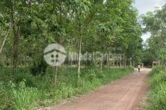 Cần bán 250m2 thổ cư đất chơn thành giá ngộp 2xxtr hết đất sổ sẵn