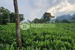 Bán đất lương sơn, hòa bình 3176m2, giá 5,5 tỷ