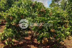 Bán 4000m2 đất trồng nhãn, đất bằng phẳng rất đẹp tại đăk lăk. chỉ 360tr 1 sào. lh0968897623.