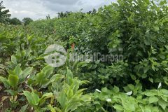 Cần bán 264m2 đất 50 năm gần sát tỉnh lộ 421b và đường 422, sài sơn, quốc oai