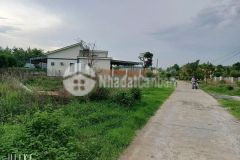 Bán gấp vườn mít trả nợ cho con