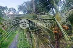 Chủ lớn tuổi cần b.á.n 2 công vườn đang thu hoạch dừa, bưởi. chợ gạo, tiền giang