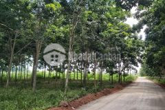 Bán gấp lô đất p minh thành, chơn thành giá 550trieu chốt sổ