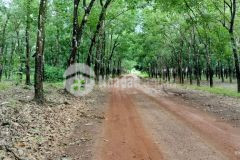 Bán đất rẻ tại minh thành, thị xã chơn thành, tỉnh bình phước diện tích 10 ha