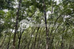 Bán đất rẻ đẹp tại xã lộc thành, huyện lộc ninh, tỉnh bình phước diện tích 42 ha