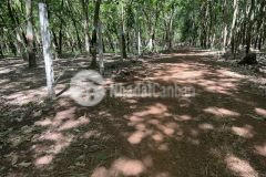 Bán đất đẹp, rẻ tại xã tân hưng, huyện hớn quản, tỉnh bình phước diện tích 5,7 ha