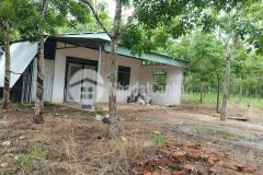 Bán đất rẻ đẹp tại huyện lộc ninh, tỉnh bình phước diện tích 11 ha