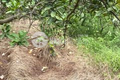 Cần bán 890m2 đất vườn, 2 mặt tiền, sát khu dân cư chùa thày, sài sơn