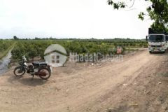 Hơn 2 hecta đất cln mặt tiền đường kênh 4, bình lợi, bình chánh, giá rẻ chỉ 1.6trm2 tl