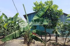 Bánh nhanh mảnh đất 50 năm sổ hồng chính chủ 630m ở thanh trì hà nội giá chỉ 1.45t