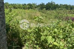 Cần bán 396m2 đất 50 năm, đã có điện nước, đường 422 phúc đức, sài sơn, quốc oai