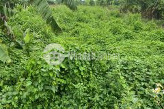 Cần bán 396m2 đất trồng cây hàng năm, mặt tiền bám đường tỉnh lộ 422, sài sơn, quốc oai