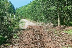 Bán đất vườn khánh đông giá rẻ gần tỉnh lộ 8 đường bê tông 5m thông