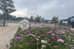 Bán đất kdc ngọc châu, đồng triều, tp hd 78.54m2, mt 4.5m, đường 15.5m, gần vườn hoa