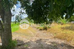 Chính chủ cần bán gấp đất trồng cây tại củ chi với diện tích 1603m2