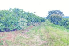 1ha đất thiện chí, ninh gia đức trọng, lâm đồng