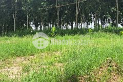 Bán đất khu phố minh thành chơn thành 500tr 505m2