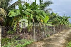 Đất lúa được chuyển thổ đường 2,5m