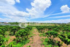 Bán 2.400m2 đất view nghỉ dưỡng thôn phú an,xã phú hội,đức trọng,lâm đồng.giá 2.8 tỷ tl