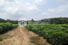 Cần bán 1000m2 đất ngay tại châu thành tây ninh, đất cách nhựa chỉ 200m giá 215tr