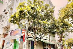 Nha 3 măt tiên đương trân xuân soan q.7