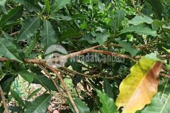 Bán đất đồng phú giá chỉ 250tr ngay đường xuyên tâm