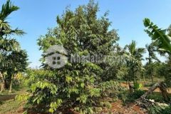 Bán đất ở bình phước giá rẻ ngay đường xuyên tâm cắt đường tuyến 4 ở đồng phú