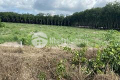 Bán đất xây dựng kho xưởng tại xã phước hòa, huyện phú giáo, tỉnh bình dương