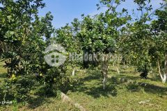 Siêu phẩm hàng tại khu công nghiệp cao bảo hiệu giá siêu rẻ chỉ 2xxtr 1 lô.