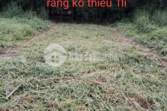 Bán đất trảng bom đồng nai 5x20 shr 870tr bao sang tên. lh0984915101