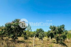 Bán vườn xoài diên lâm giá rẻ gần tỉnh lộ 8 xung quanh nhiều nhà vườn