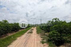 Bán lô đất 1573m2 ngay tại châu thành tây ninh với giá chỉ 260tr