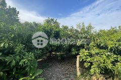 Vườn trái cây 1324m2, cách chợ vàm xáng 1,9km, phong điền, tpct